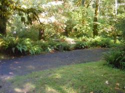 Loop C Site 89 Hoh Campground Olympic National Park