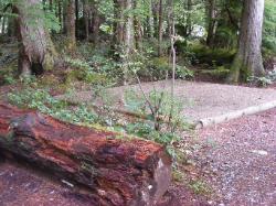 Loop A Site 6 - Newhalem Campground North Cascades 