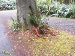Site A05 Fairholme Campground Olympic