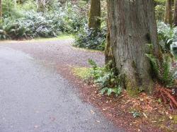 Site A05 Fairholme Campground Olympic