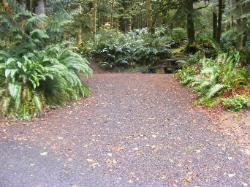 Site A09 Fairholme Campground Olympic