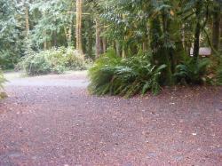 Site A09 Fairholme Campground Olympic