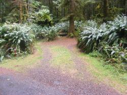 Site A10 Fairholme Campground Olympic