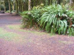 Site A10 Fairholme Campground Olympic