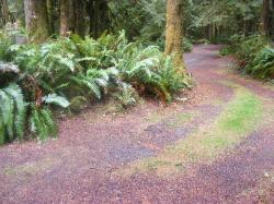 Site A10 Fairholme Campground Olympic