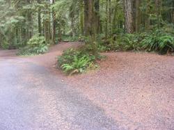 Site A12 - A13 Fairholme Campground Olympic