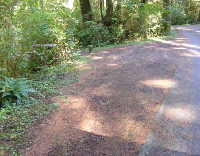 Loop A site 4 Olympic National Park Mora Campground