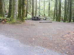 Loop B Site 18 Fairholme Campground Olympic