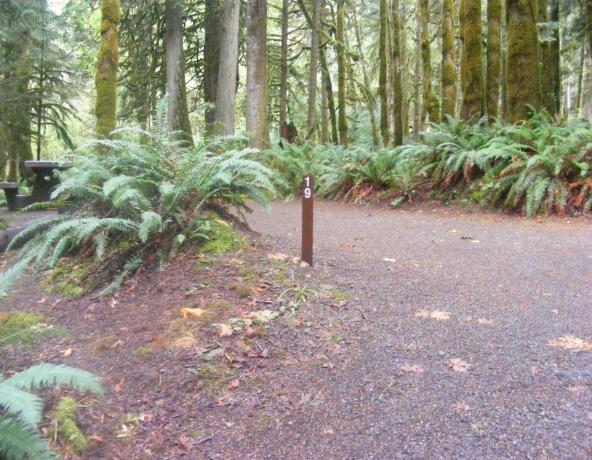 Loop B Site 19 Fairholme Campground Olympic