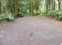 Loop B Site 19 Fairholme Campground Olympic