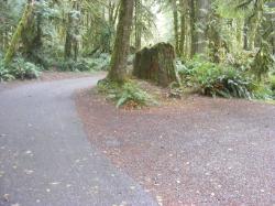 Loop B Site 22 Fairholme Campground Olympic
