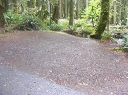 Loop B Site 22 Fairholme Campground Olympic