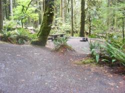 Loop B Site 22 Fairholme Campground Olympic