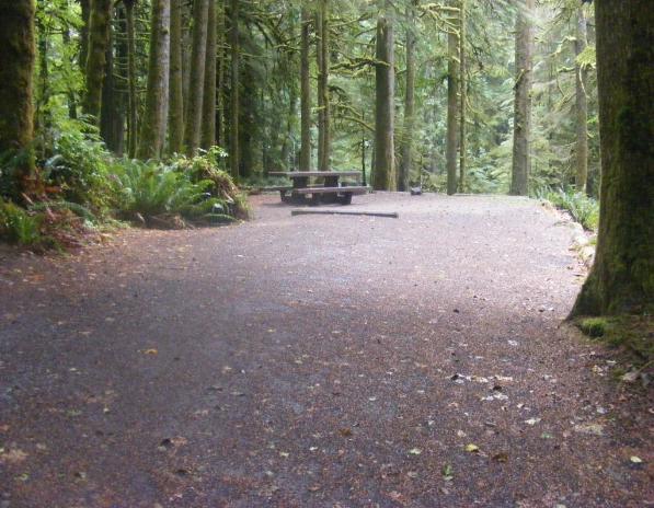 Loop B Site 24 Fairholme Campground Olympic