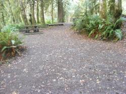 Loop B Site 25 Fairholme Campground Olympic