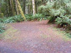 Loop B Site 27 Fairholme Campground Olympic