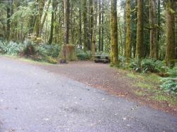 Loop B Site 28 Fairholme Campground Olympic