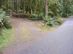 Loop B Site 29 Fairholme Campground Olympic