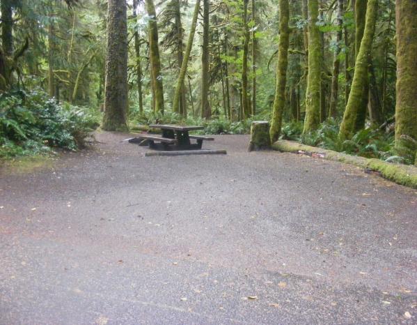 Loop B Site 31 Fairholme Campground Olympic