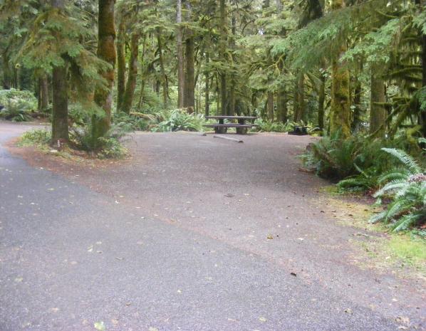 Loop B Site 33 Fairholme Campground Olympic