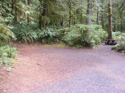 Loop B Site 34 Fairholme Campground Olympic