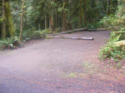 Loop B Site 37 Fairholme Campground Olympic