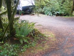 Loop B Site 38 Fairholme Campground Olympic