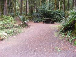 Loop B Site 39 Fairholme Campground Olympic