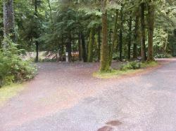 Loop B Site 40 Fairholme Campground Olympic