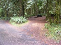 Loop B Site 41 Fairholme Campground Olympic
