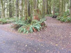 Loop B Site 43 Fairholme Campground Olympic