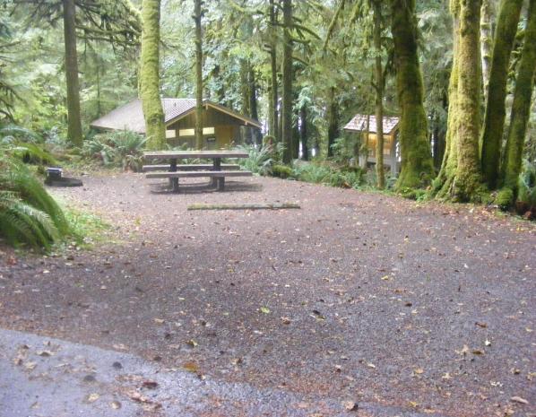Loop B Site 44 Fairholme Campground Olympic