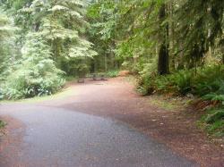 Loop B Site 46 Fairholme Campground Olympic
