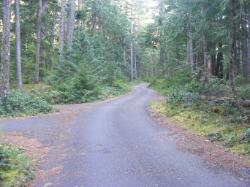 Road thru Loop C - Newhalem CG North Cascades NP