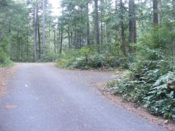 Road thru Loop C - Newhalem CG North Cascades NP