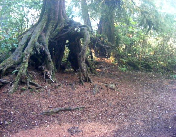 Mora Campground Loop C Site 39