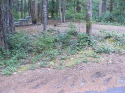 Loop C Site 82 - Newhalem Campground North Cascades NP