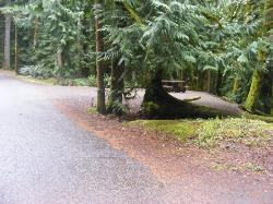 Site 60 C Loop Fairholme Campground Olympic