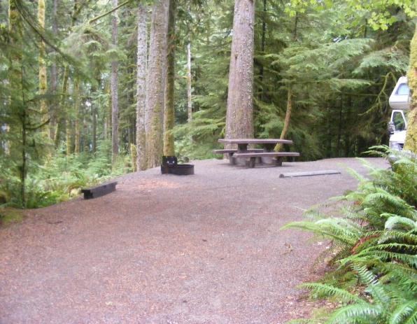 Site 66 C Loop Fairholme Campground Olympic