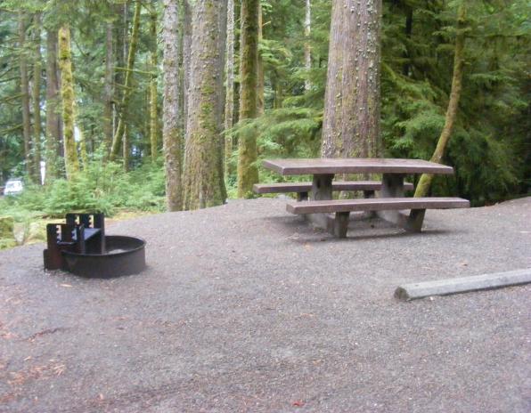 Site 66 C Loop Fairholme Campground Olympic