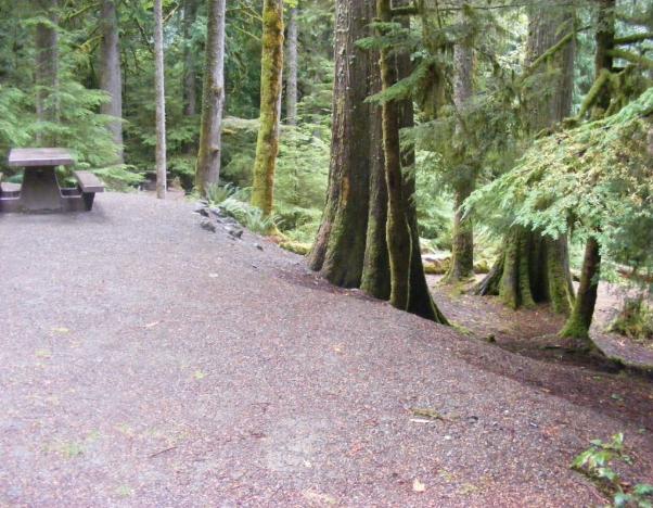 Site 66 C Loop Fairholme Campground Olympic