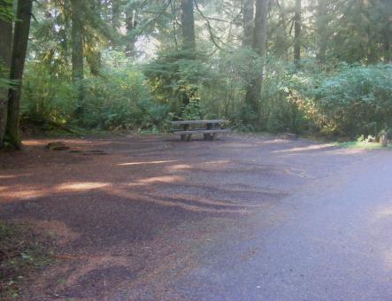 Site 67 Loop D Mora Campground Olympic