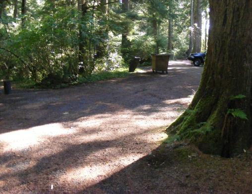 Site 85 Loop E Mora Campgroound Olympic