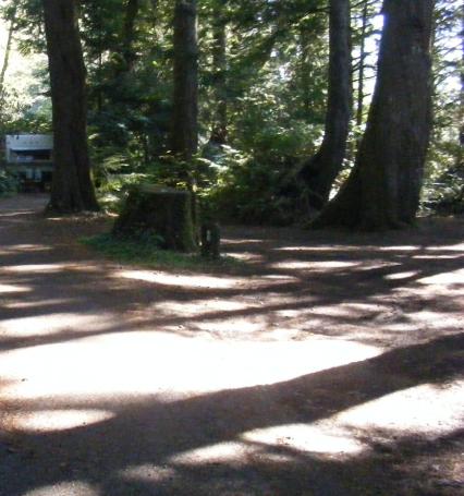 Site 88 Loop E Mora Campgroound Olympic