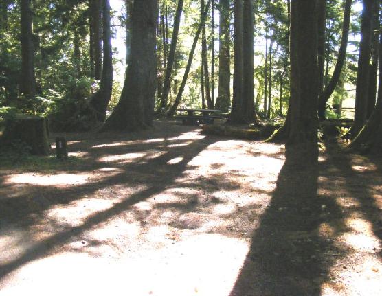 Site 88 Loop E Mora Campgroound Olympic