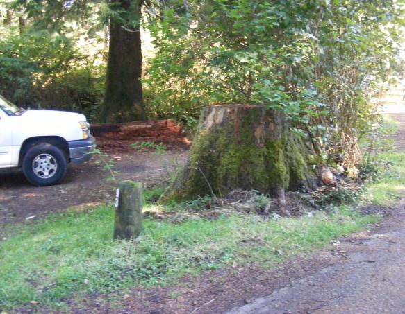 Site 93 Loop E Mora Campgroound Olympic