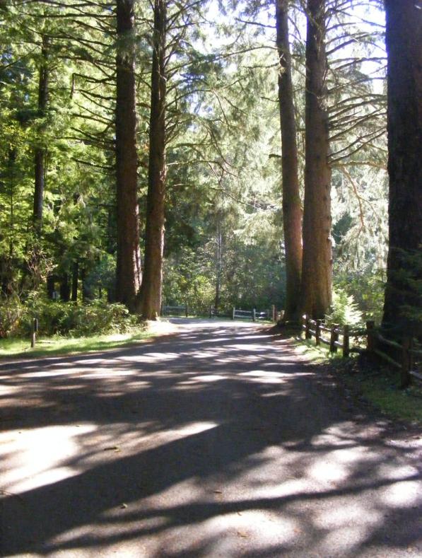 Mora Campground - Olympic National Park
