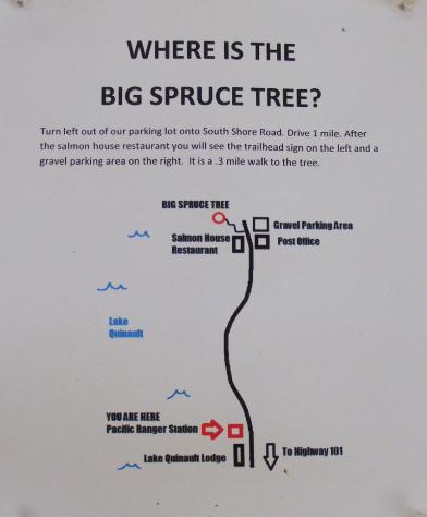 Big Spruce Tree Olympic National Park