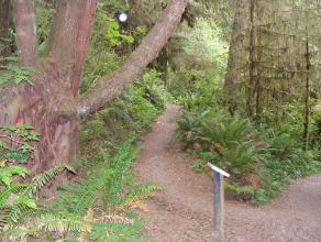 Quinault Nature Trail 1/2 Mile Loop