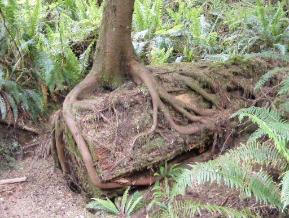 Quinault Nature Trail 1/2 Mile Loop